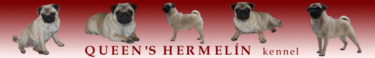 QUEEN´S HERMELÍN - pug and basset hound kennel